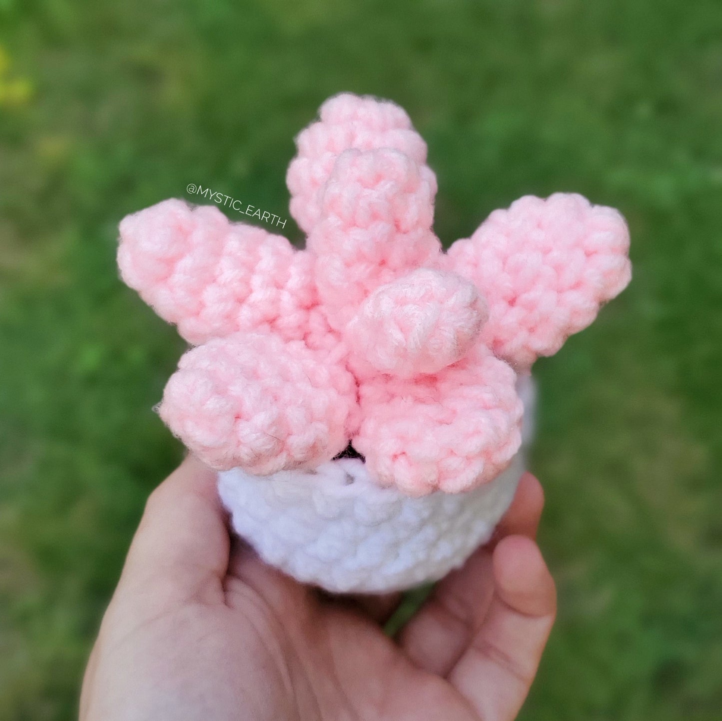 Pink Moonstone Succulent