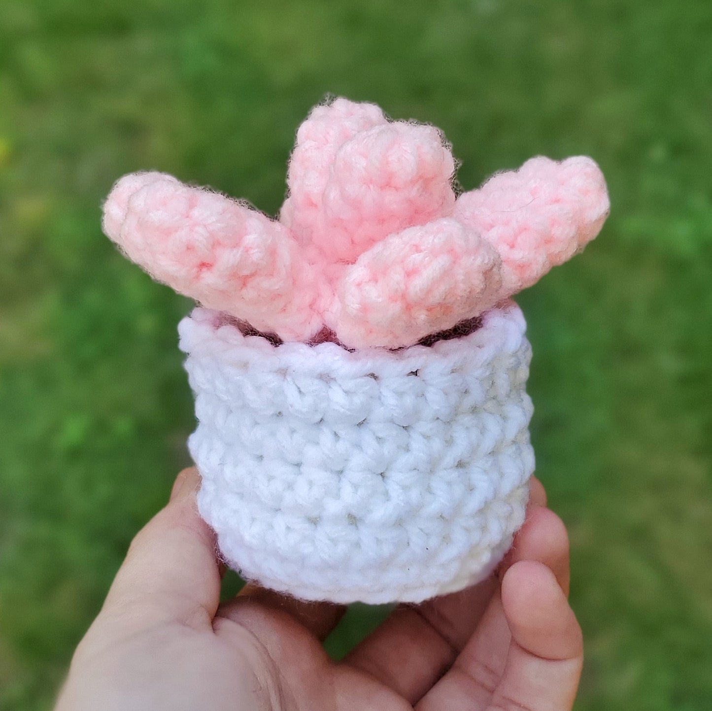 Pink Moonstone Succulent