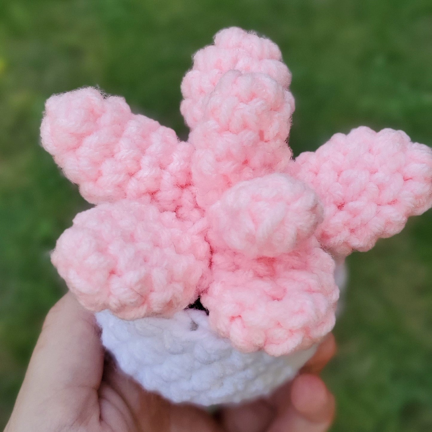 Pink Moonstone Succulent