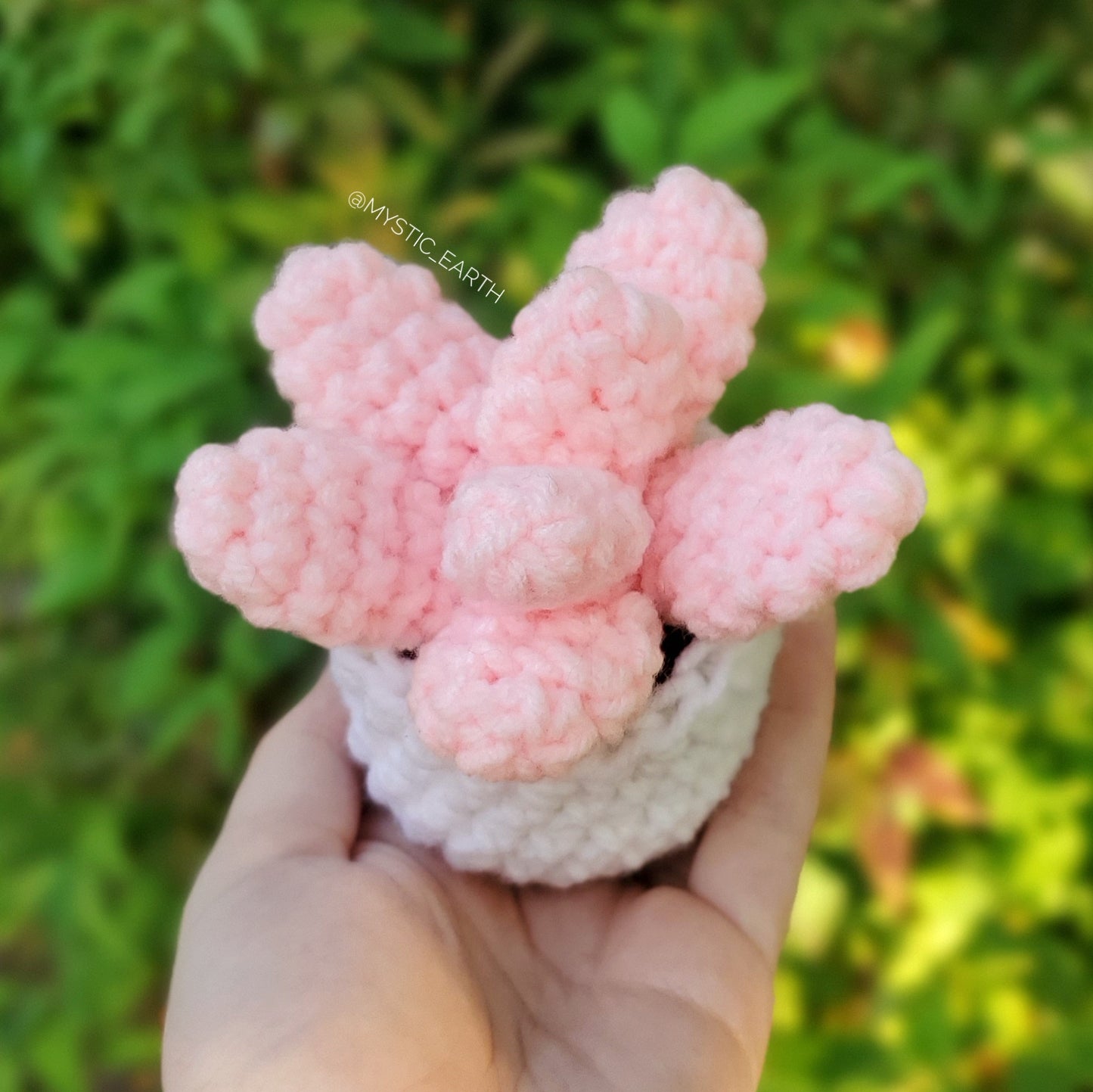 Pink Moonstone Succulent