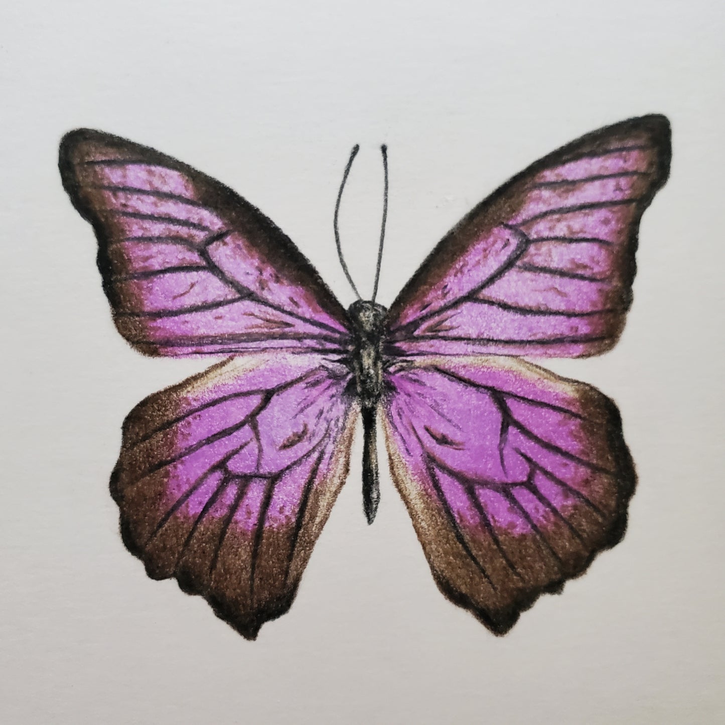 Butterfly Drawing in Vintage Frame