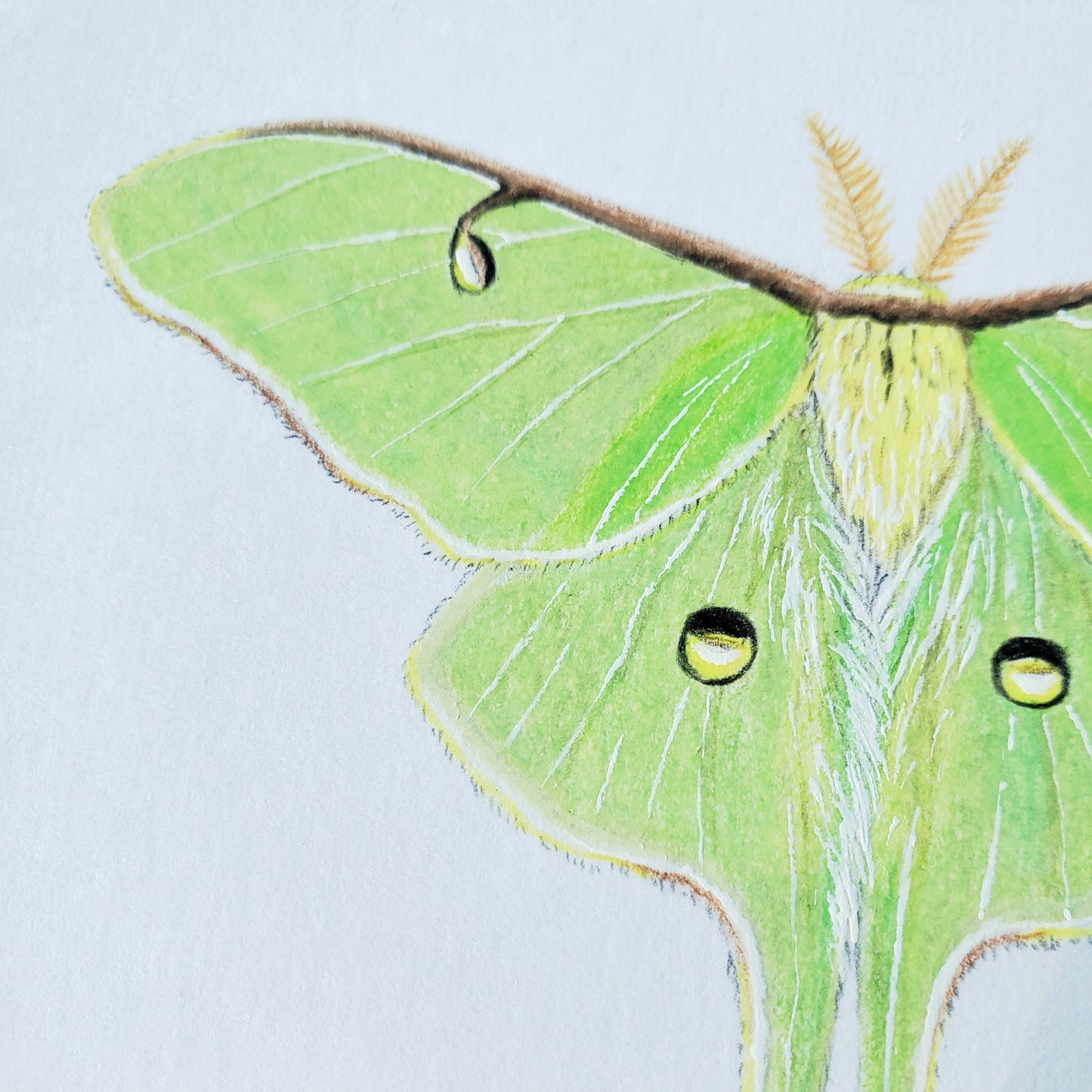 Moon Moths Drawing in Vintage Rose Frame
