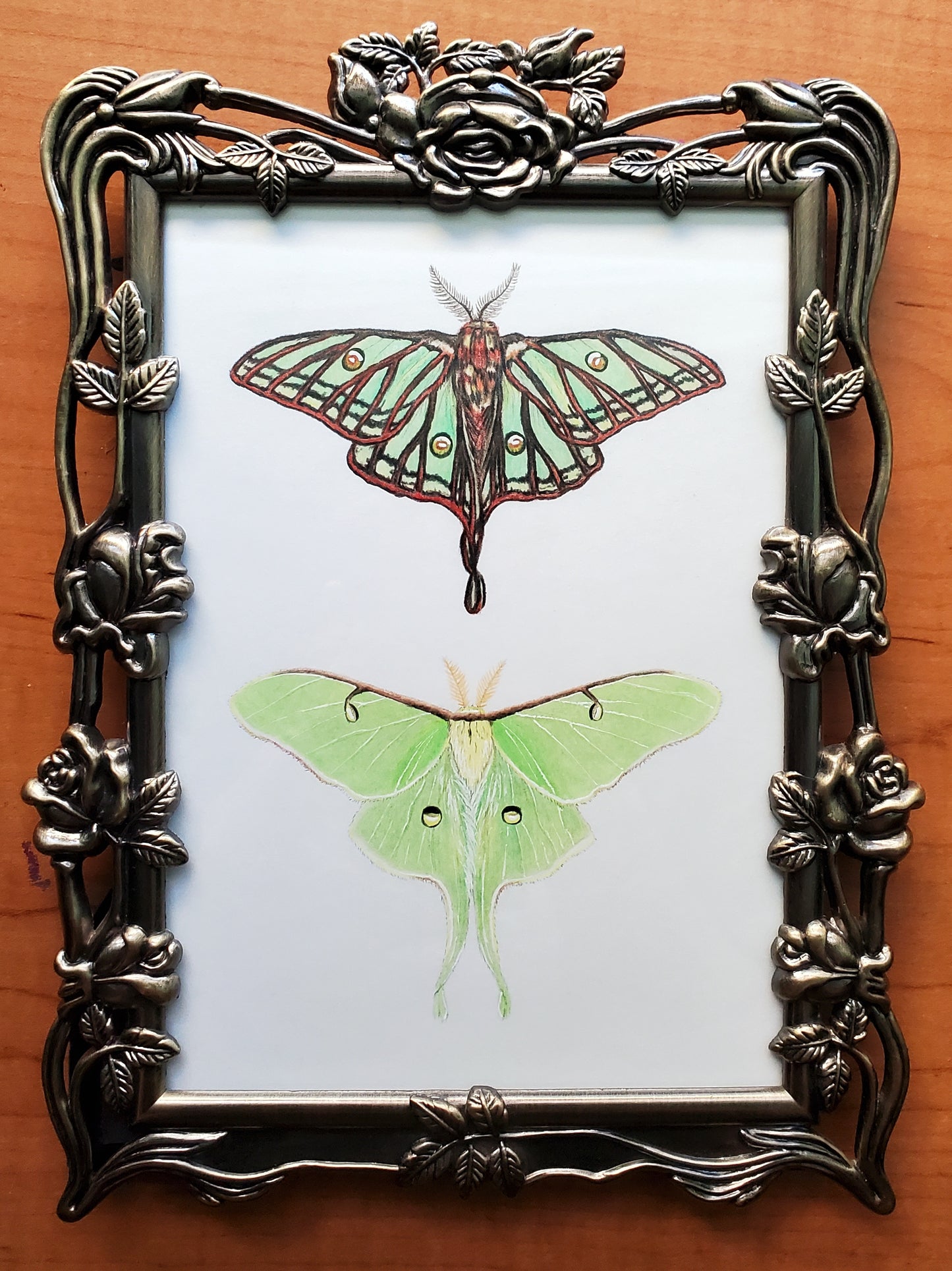 Moon Moths Drawing in Vintage Rose Frame