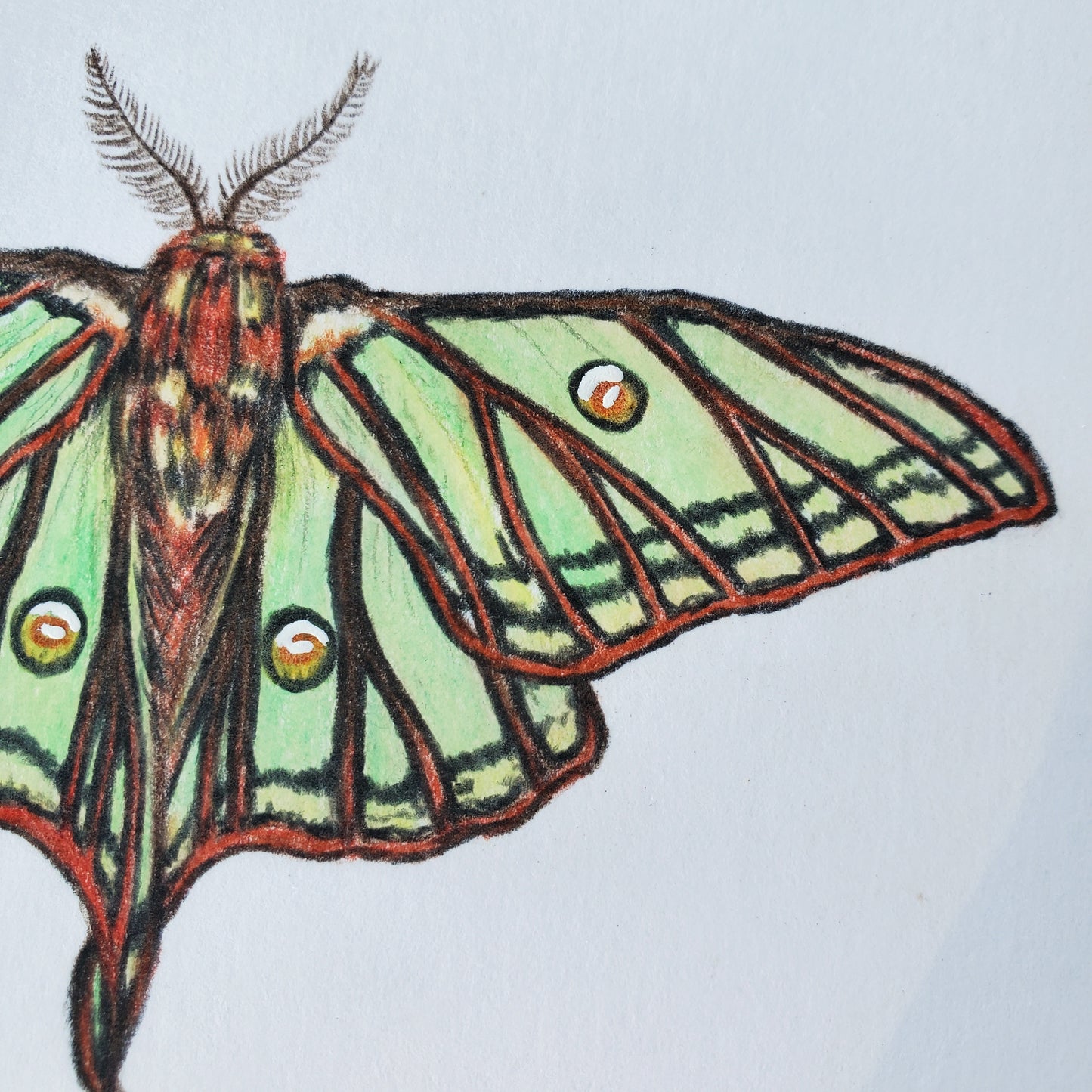 Moon Moths Drawing in Vintage Rose Frame