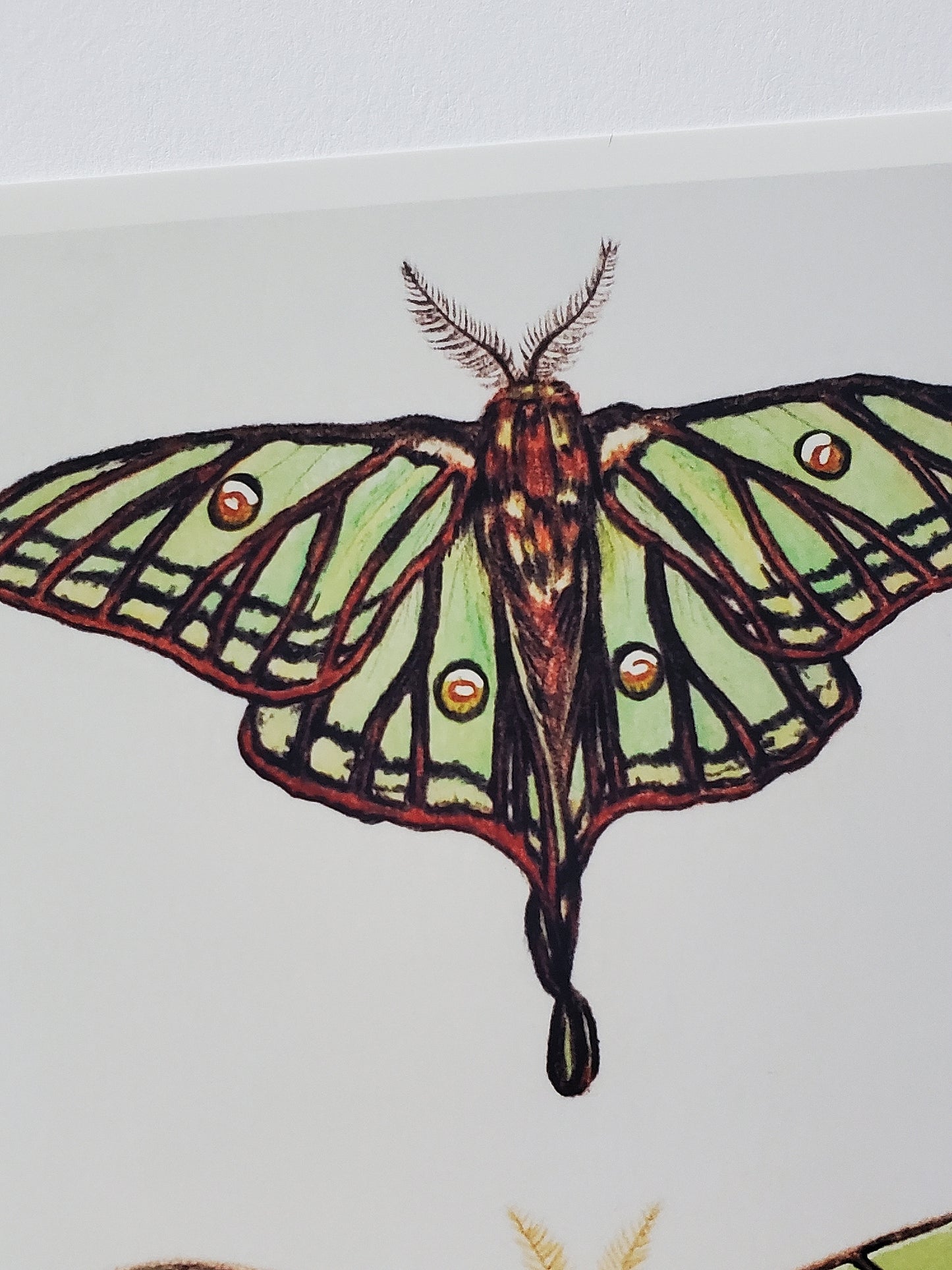 Moon Moths Print