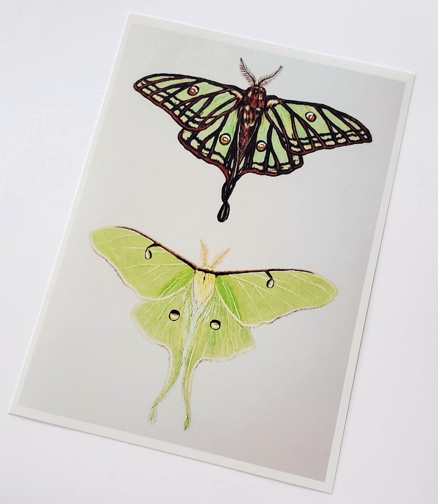 Moon Moths Print