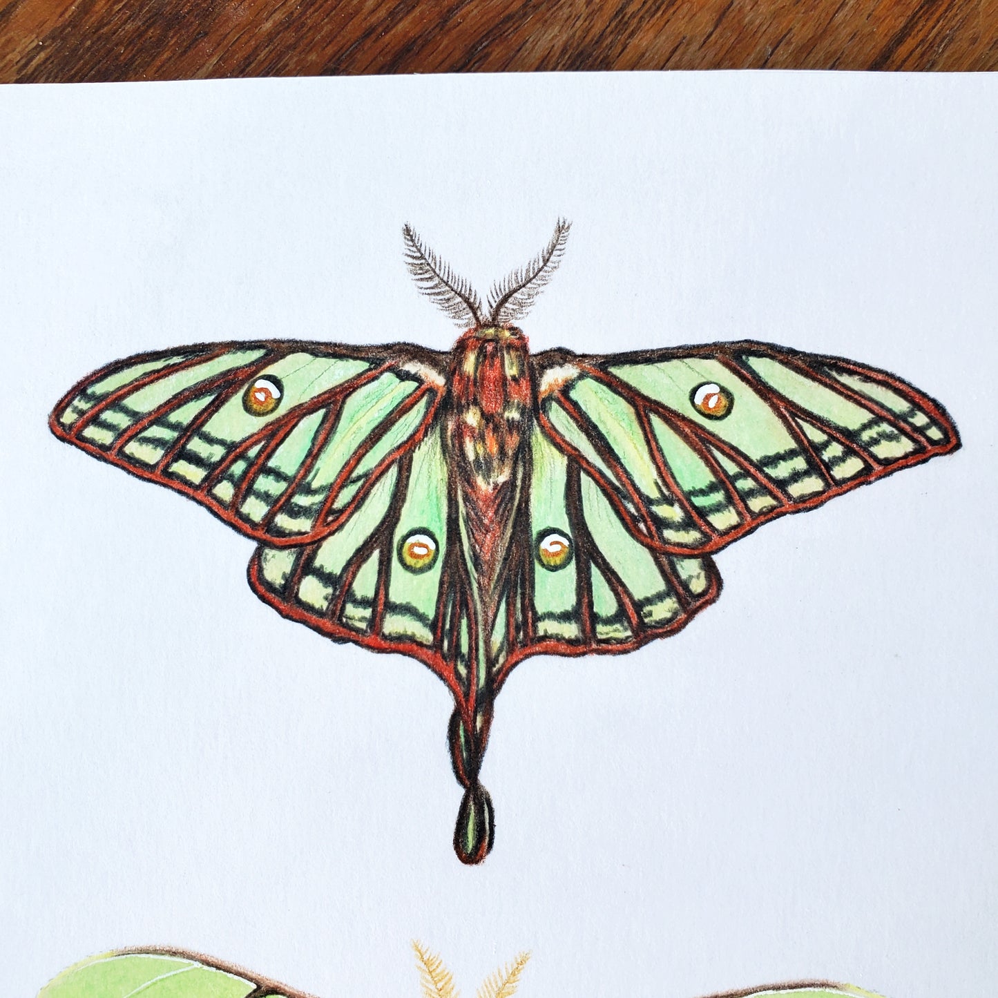 Moon Moths Drawing in Vintage Rose Frame
