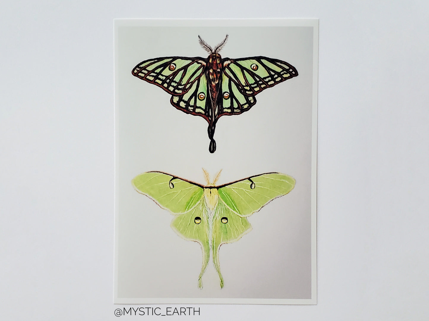 Moon Moths Print
