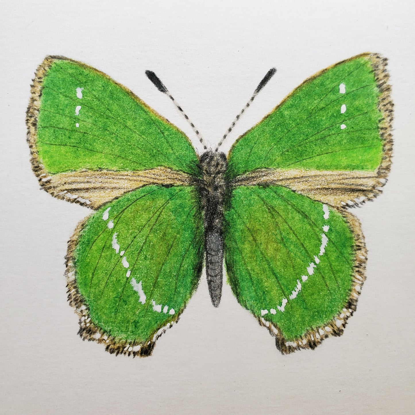 Butterfly Drawing in Vintage Frame