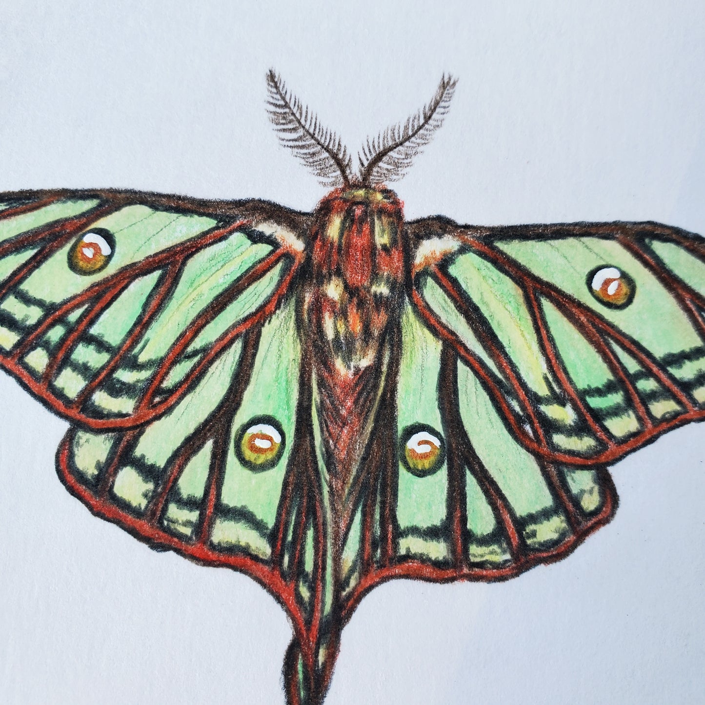 Moon Moths Drawing in Vintage Rose Frame