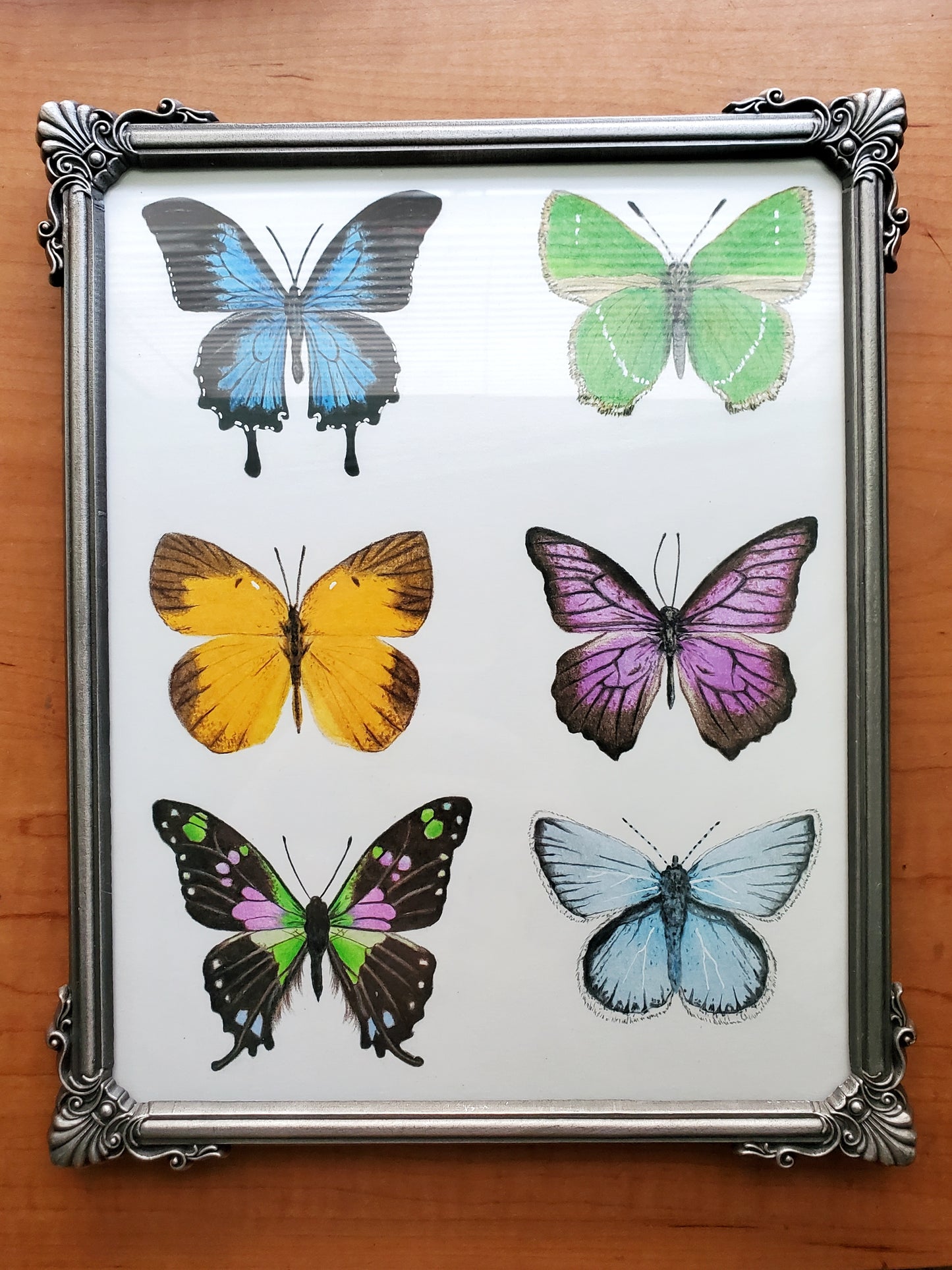 Butterfly Drawing in Vintage Frame