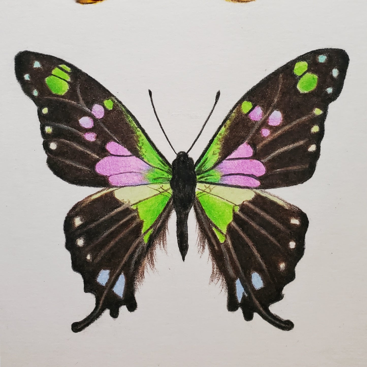 Butterfly Drawing in Vintage Frame