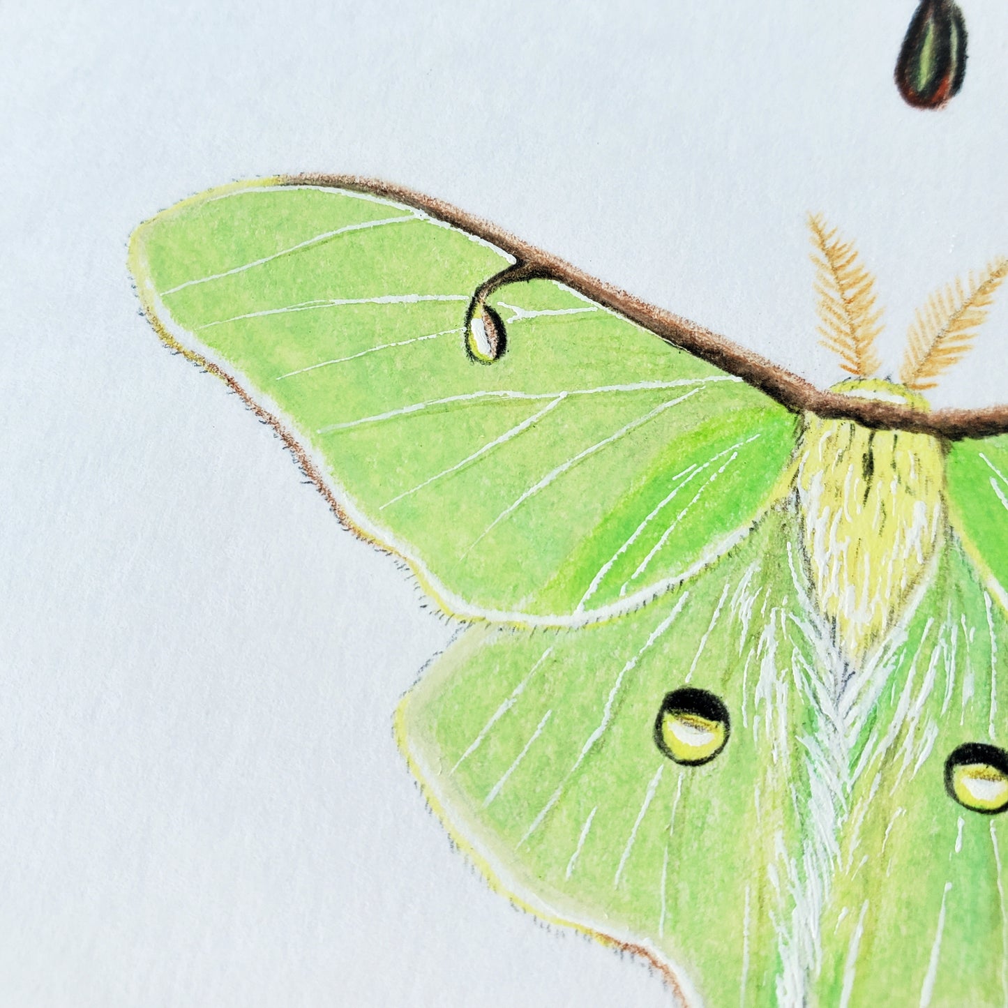 Moon Moths Drawing in Vintage Rose Frame