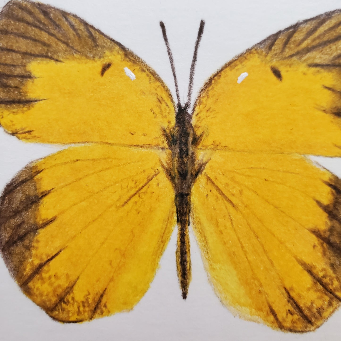 Butterfly Drawing in Vintage Frame