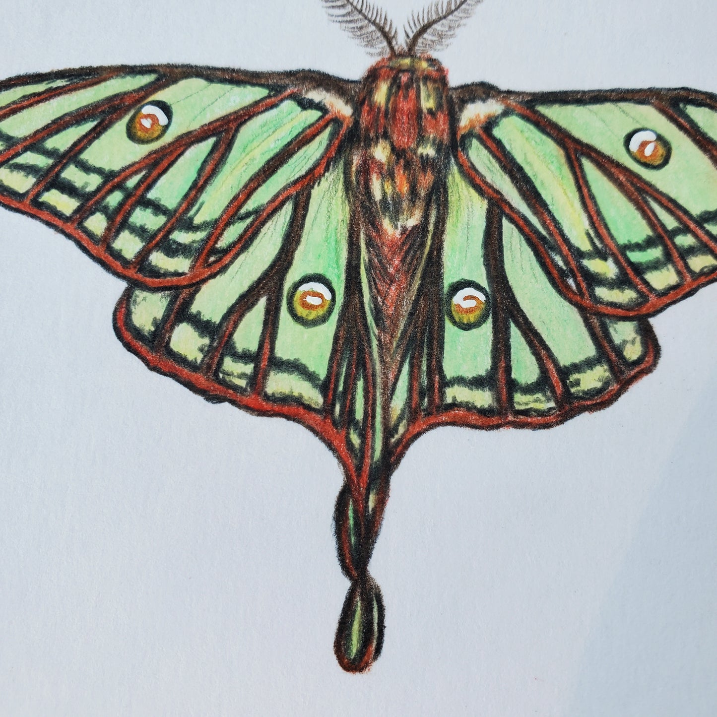 Moon Moths Drawing in Vintage Rose Frame