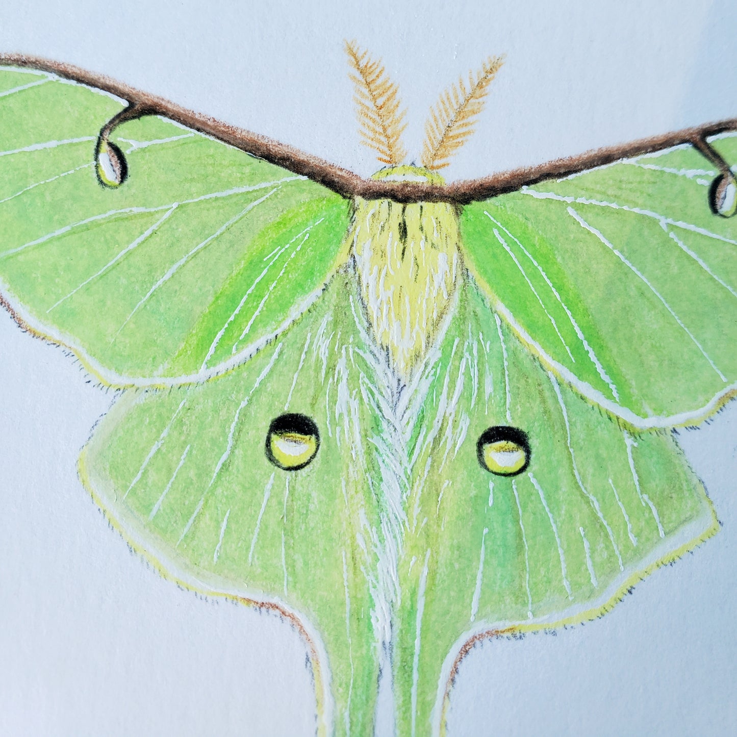 Moon Moths Drawing in Vintage Rose Frame