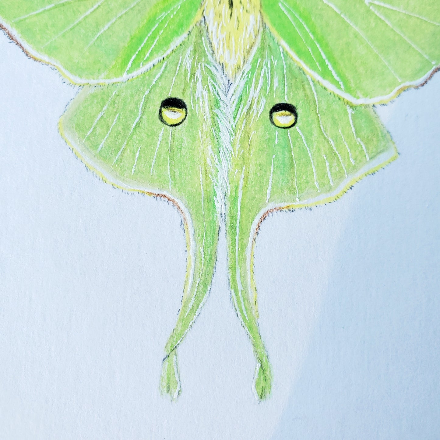 Moon Moths Drawing in Vintage Rose Frame