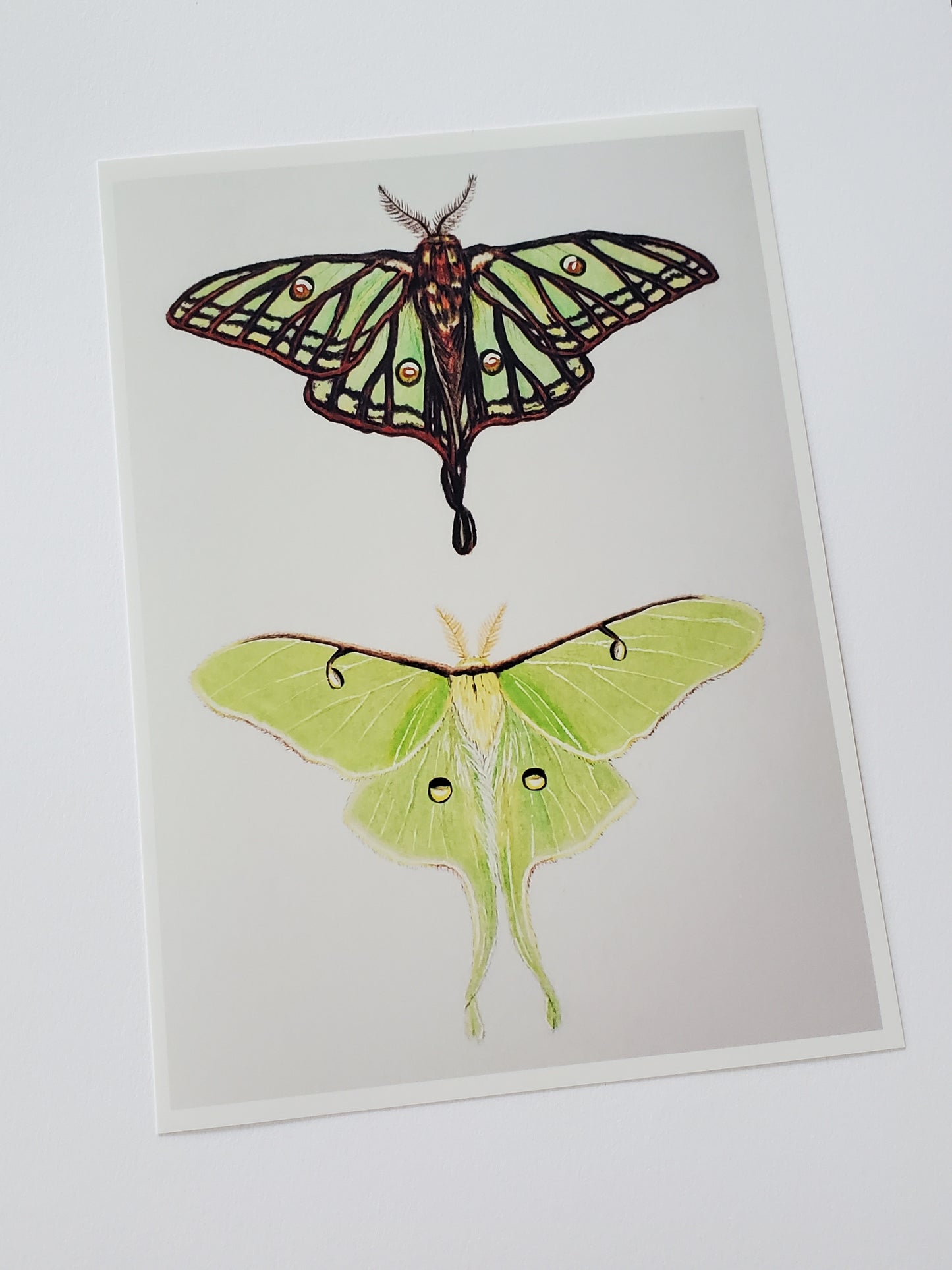 Moon Moths Print