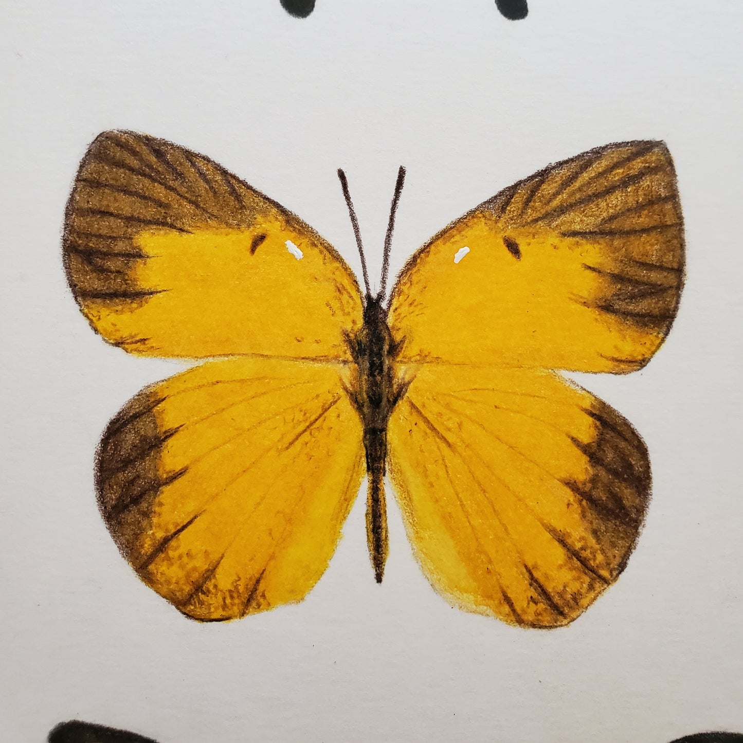 Butterfly Drawing in Vintage Frame