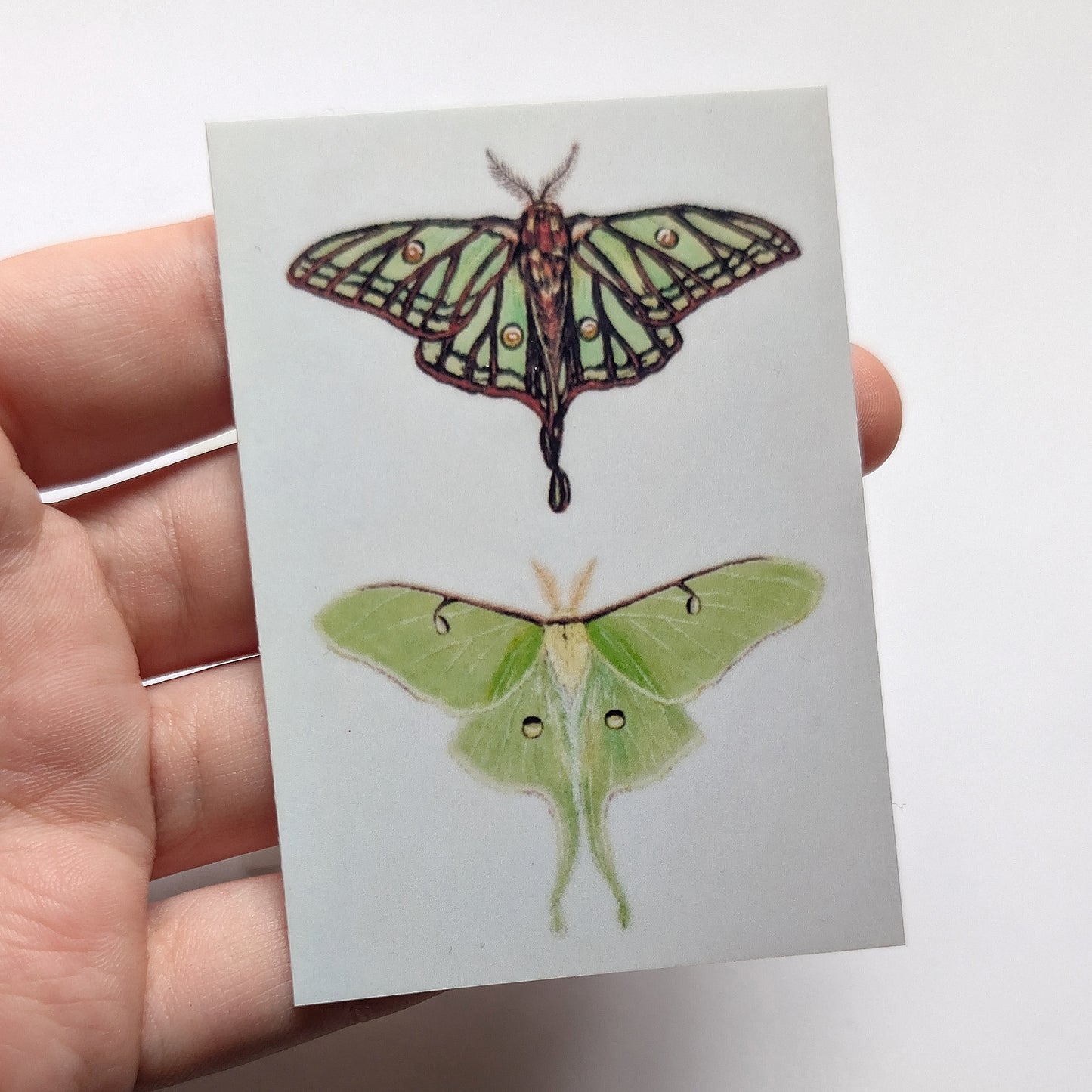 Moon Moths Stickers 3"x2"