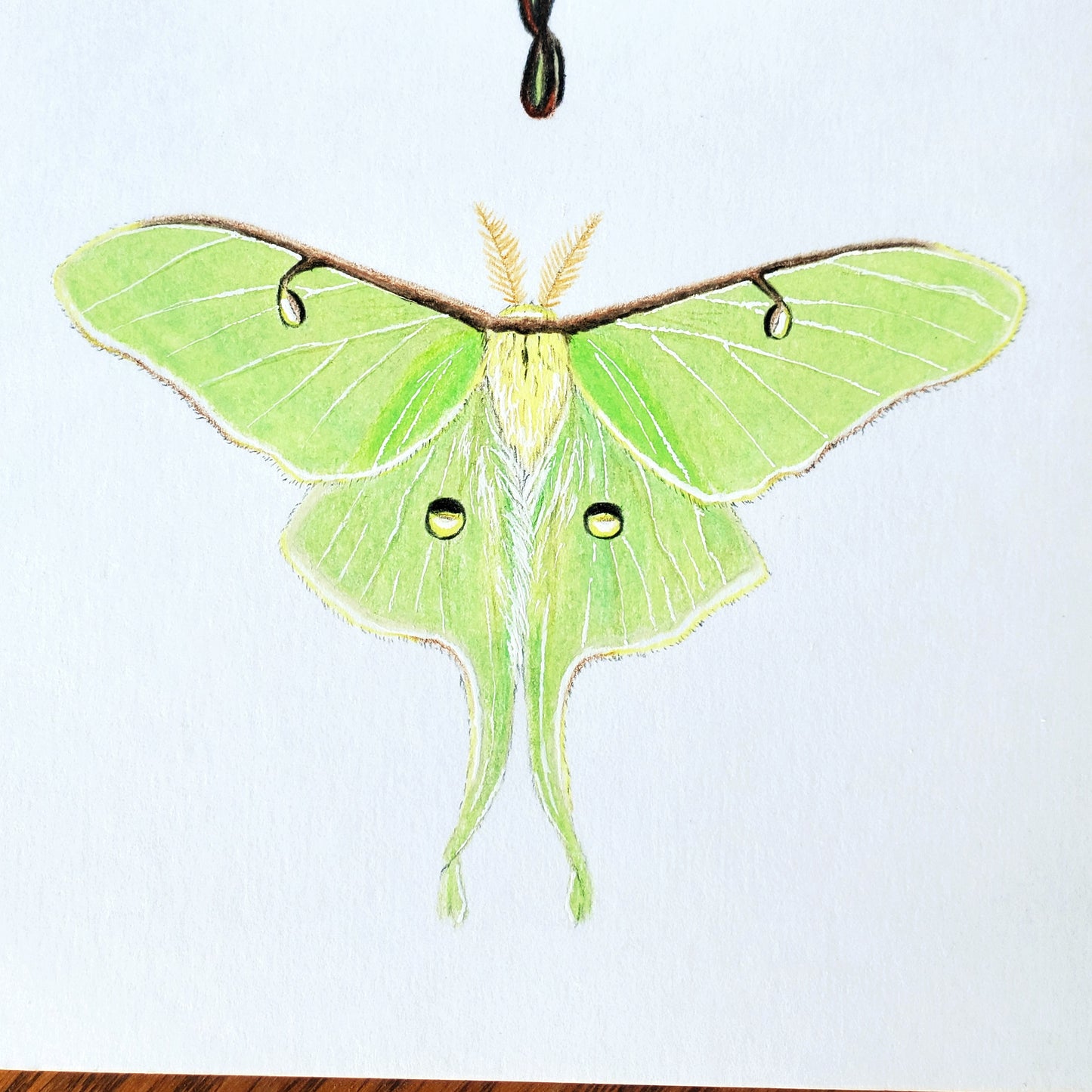 Moon Moths Drawing in Vintage Rose Frame