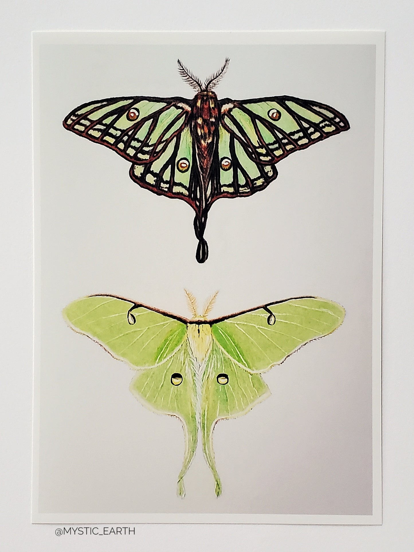 Moon Moths Print