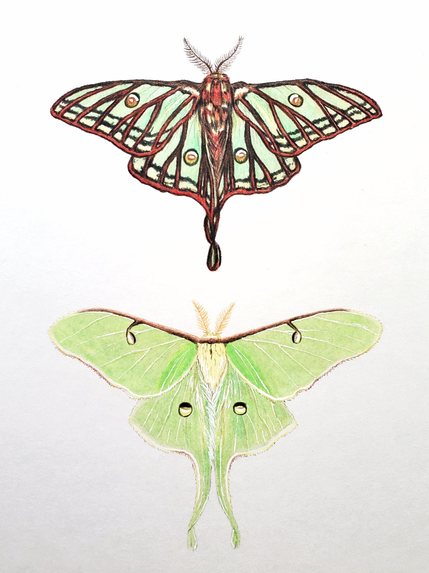 Moon Moths Print