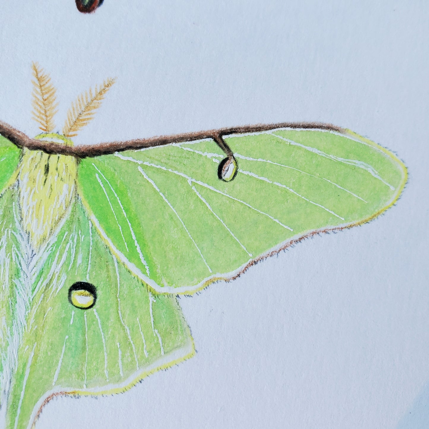Moon Moths Drawing in Vintage Rose Frame