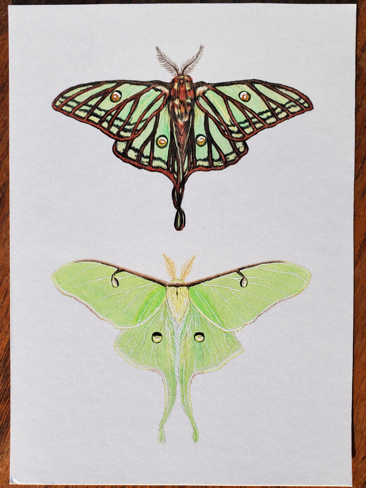 Moon Moths Drawing in Vintage Rose Frame