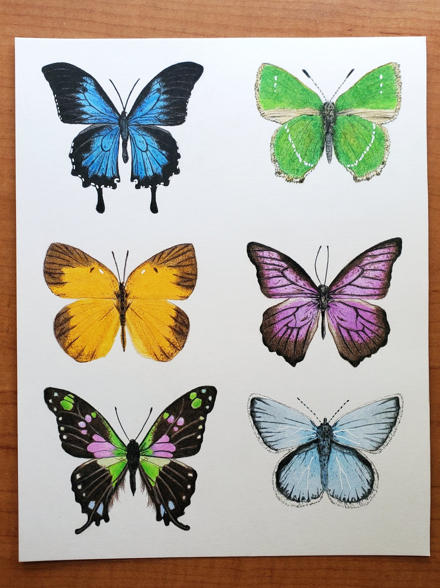Butterfly Drawing in Vintage Frame