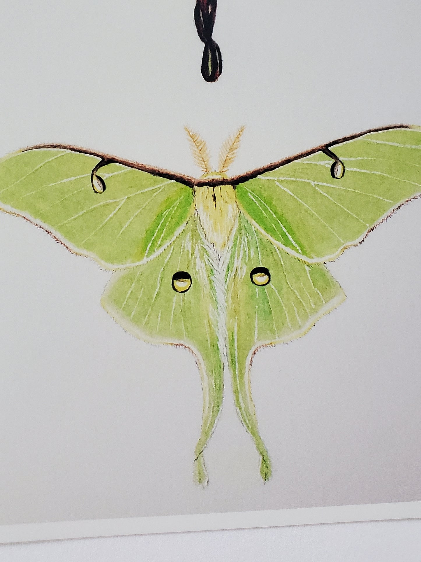 Moon Moths Print