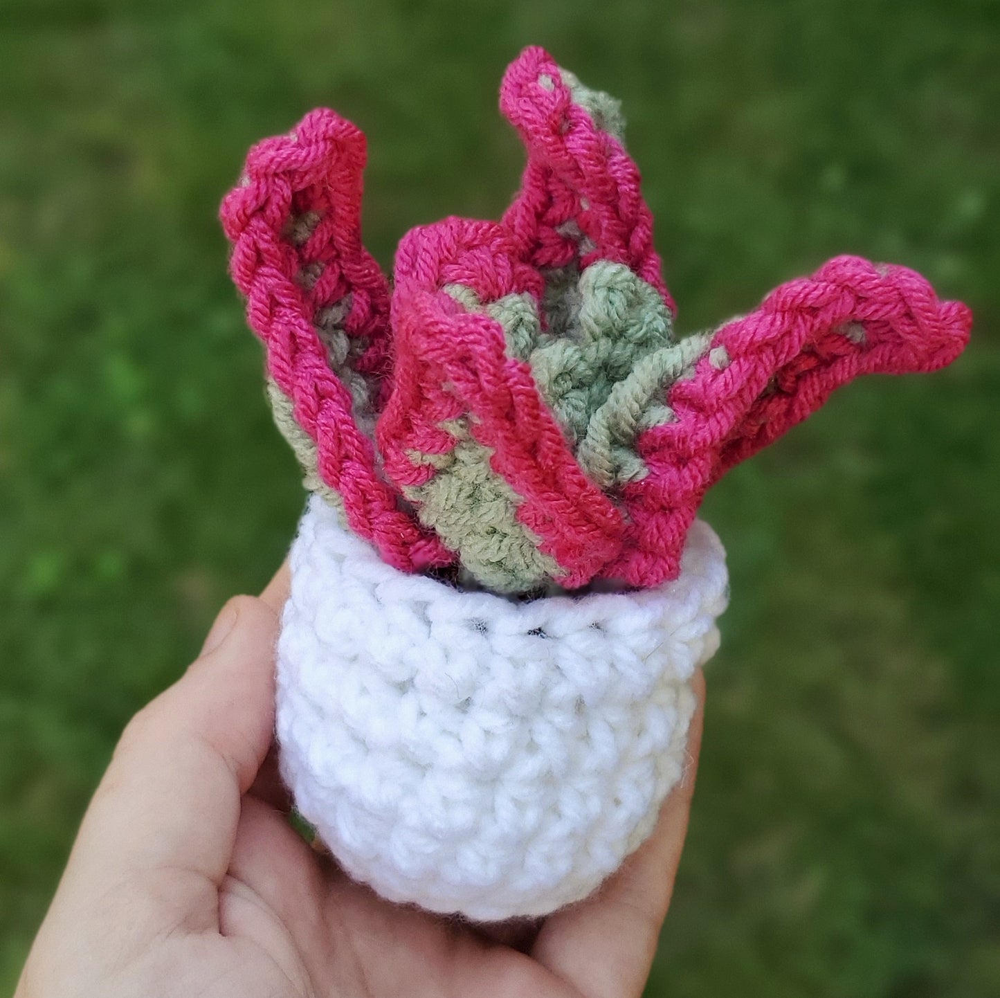 Crochet Pink Tip Aloe