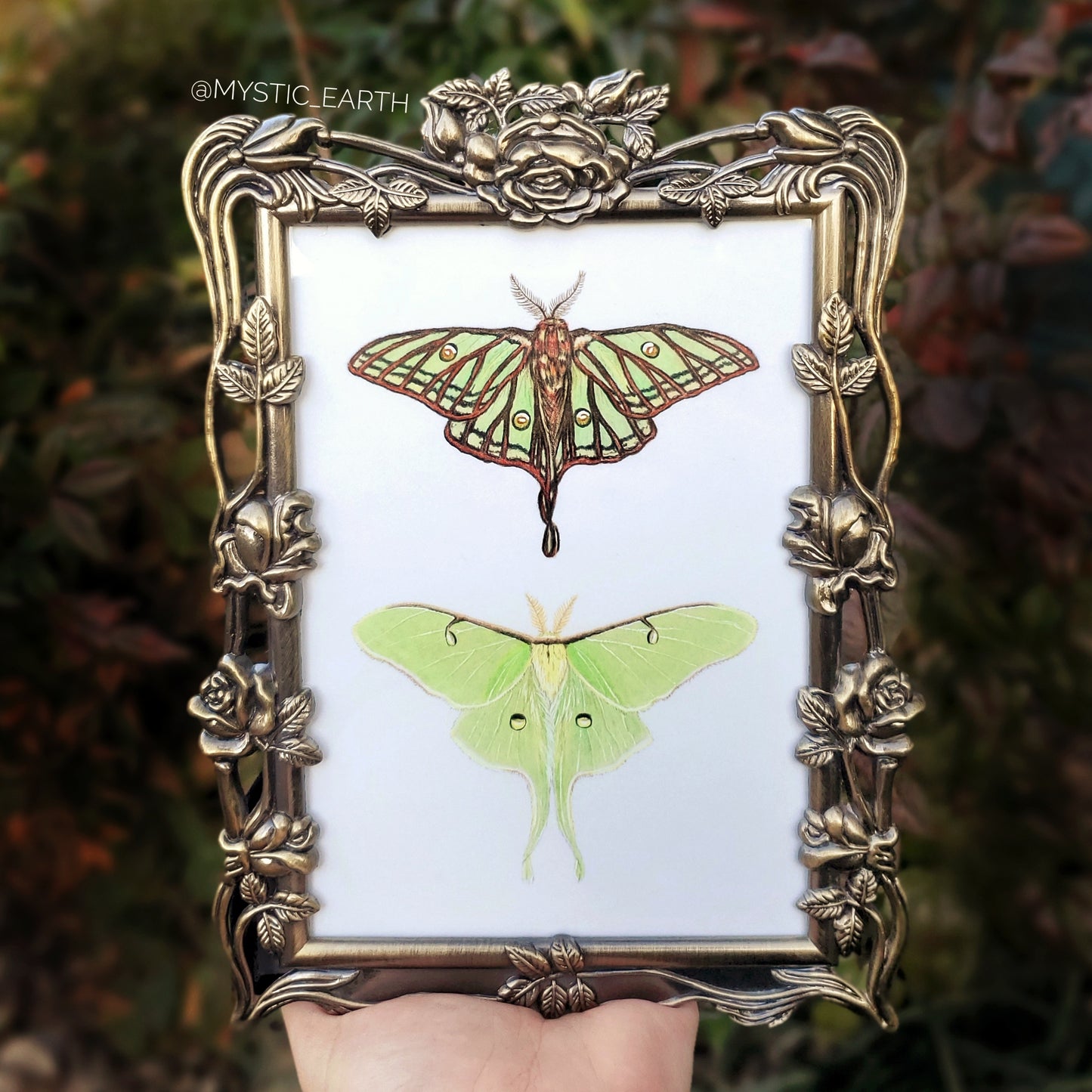 Moon Moths Drawing in Vintage Rose Frame