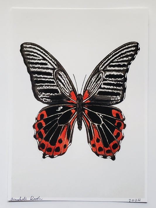 Scarlet Mormon Butterfly Drawing Prints