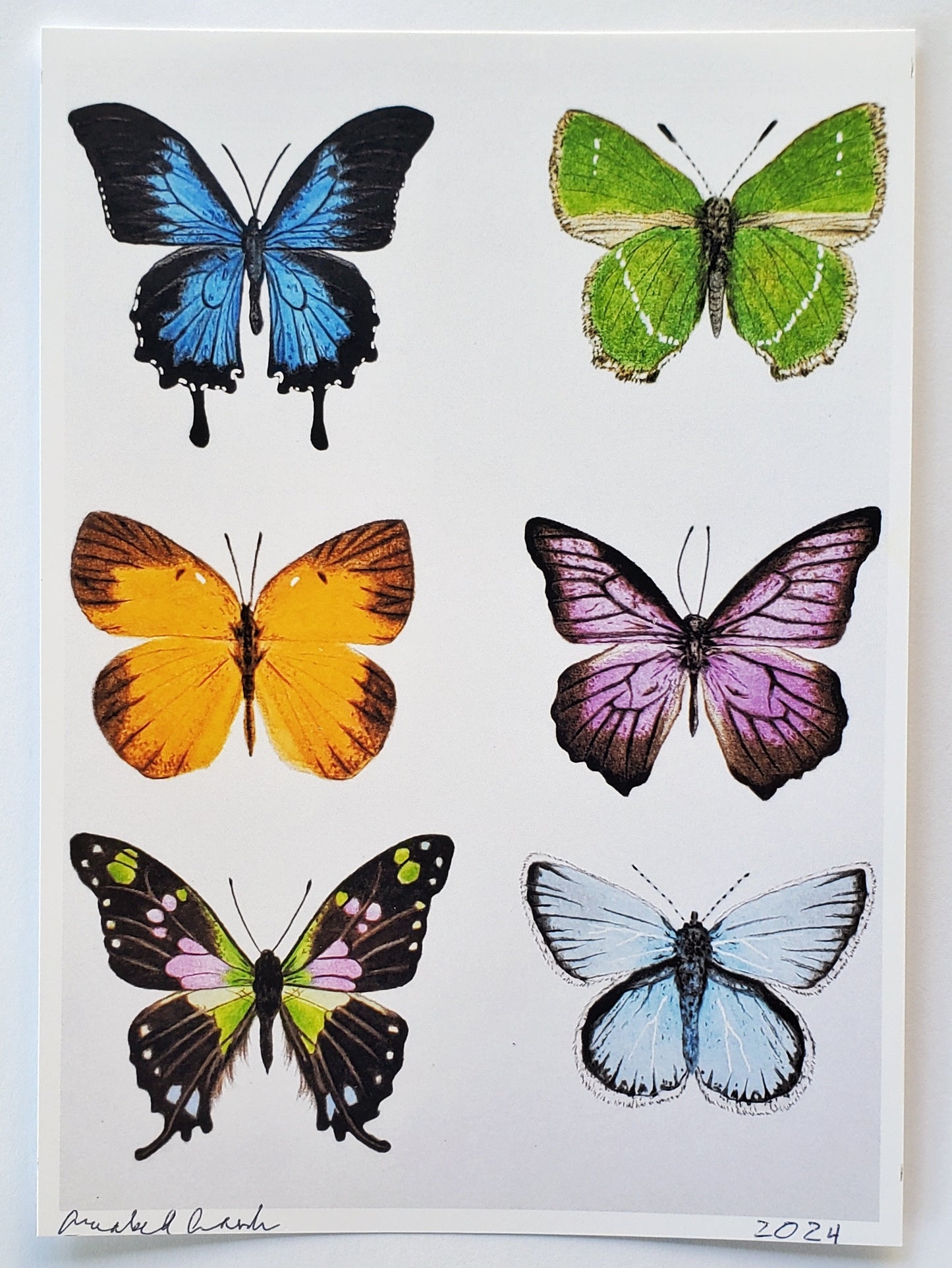 Butterfly Drawing Prints