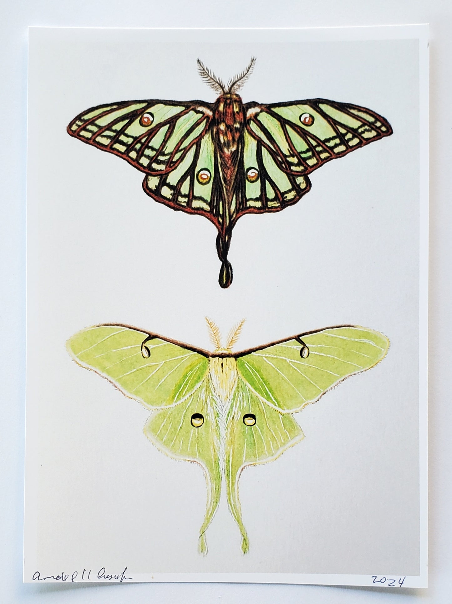 Moon Moths Print
