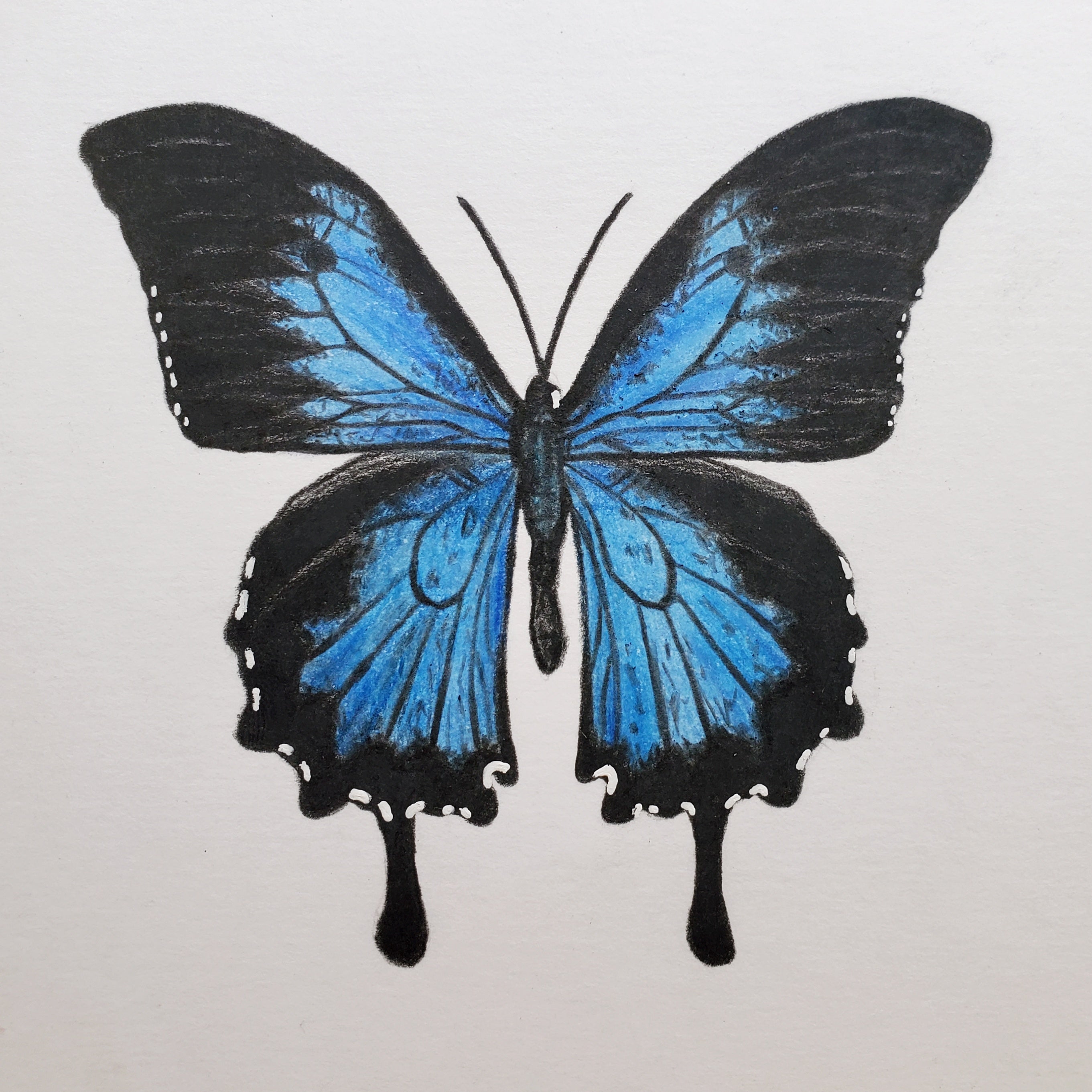Blue Butterfly Drawing Art - Drawing Skill