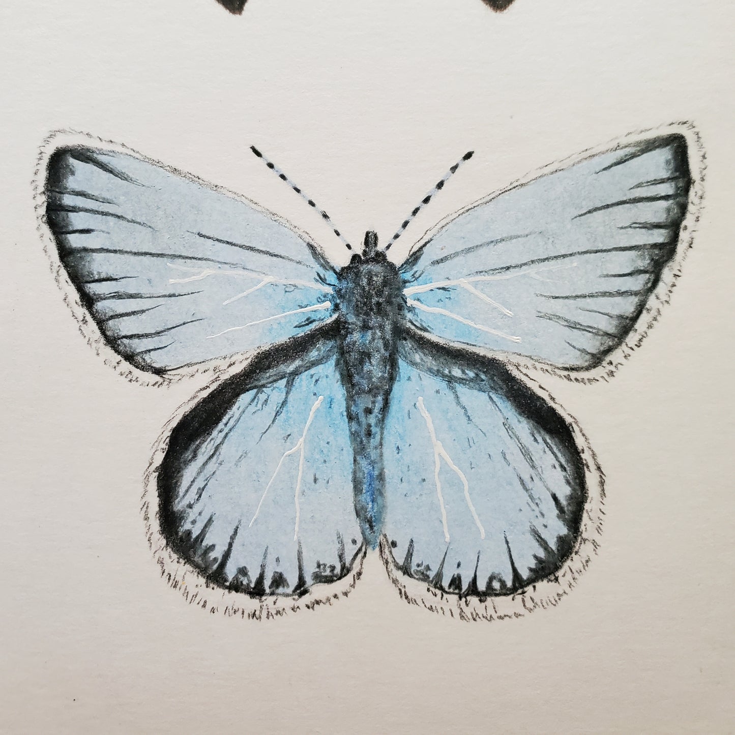 Butterfly Drawing in Vintage Frame