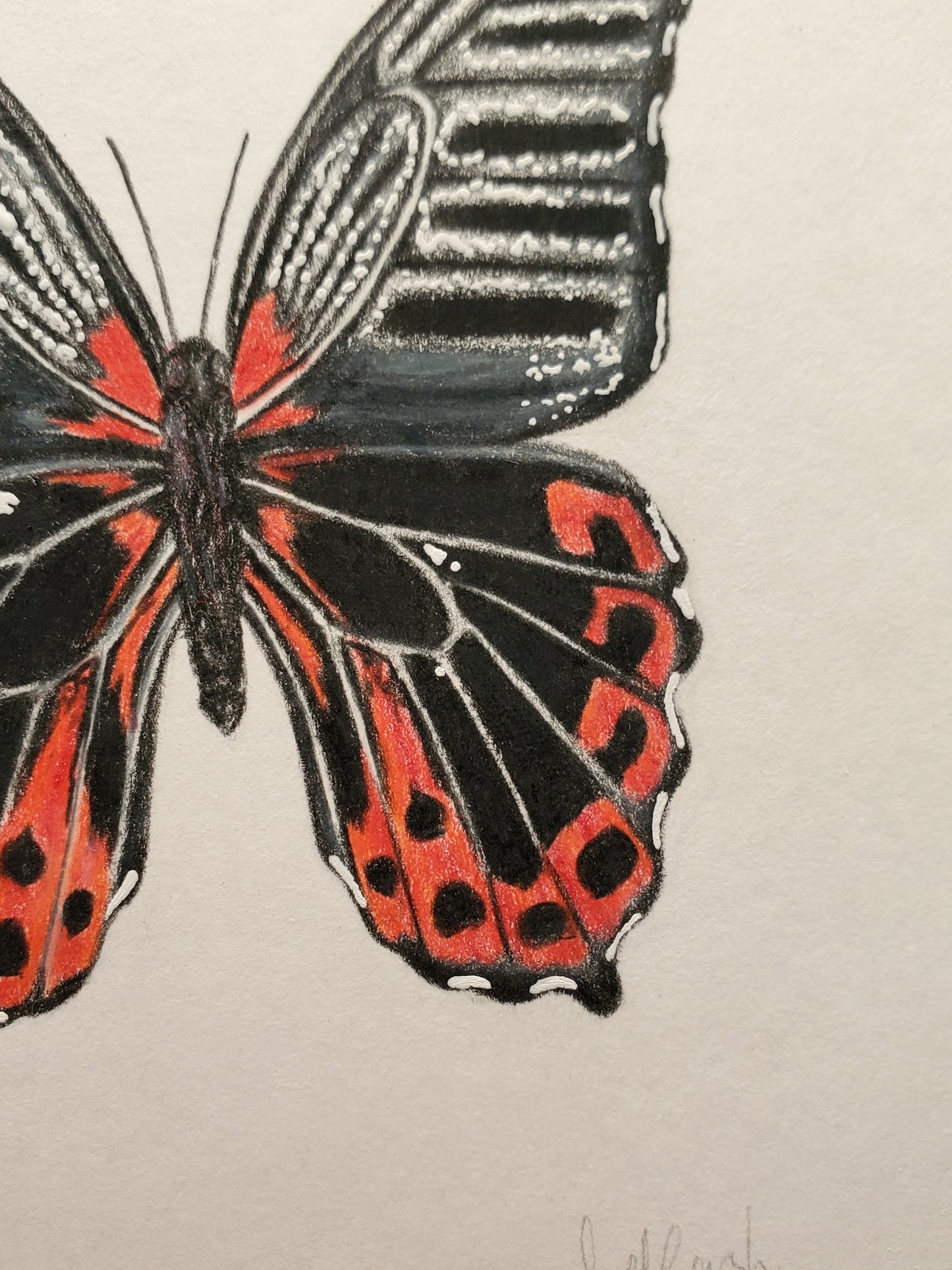 Black Widow & Butterfly Drawing in Ceramic Frame