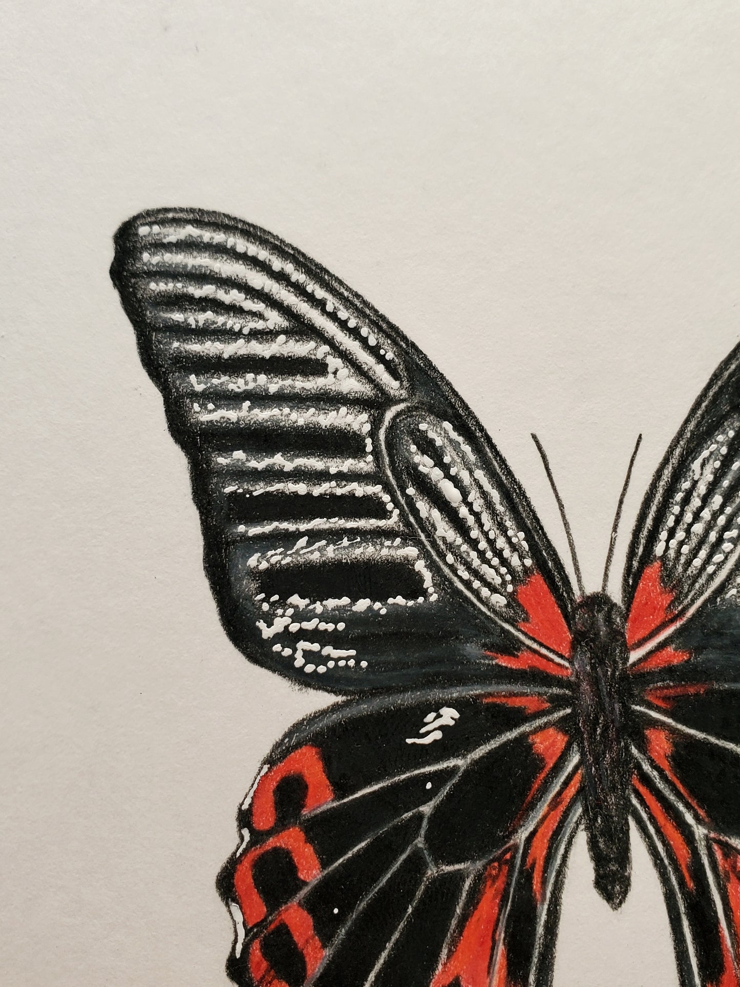 Black Widow & Butterfly Drawing in Ceramic Frame